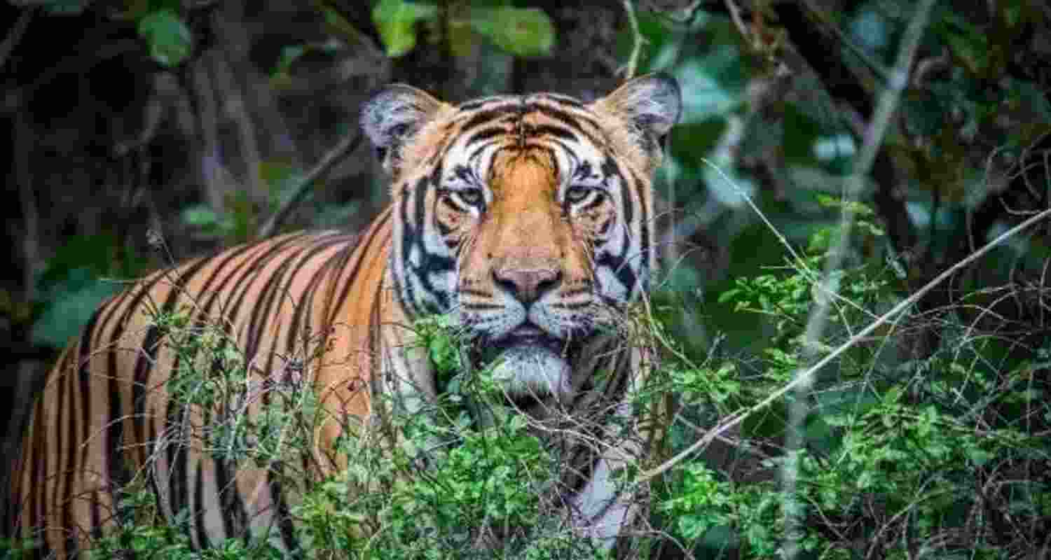 MP dam project threatens critical tiger corridor: NTCA