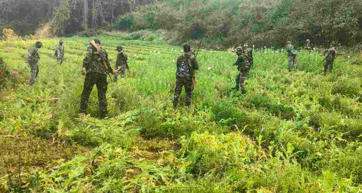 Security personnel destroying poppy crops in Khunti district.