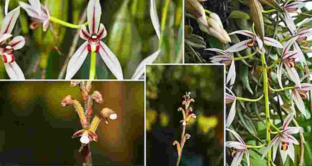 Rare orchid species have been documented during a recent survey in Kaziranga National Park, highlighting the park’s rich floral diversity and conservation efforts.