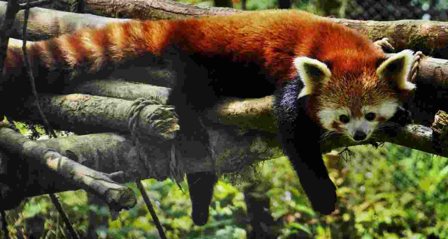 Red panda census starts after 7 yrs in Bengal's hilly regions