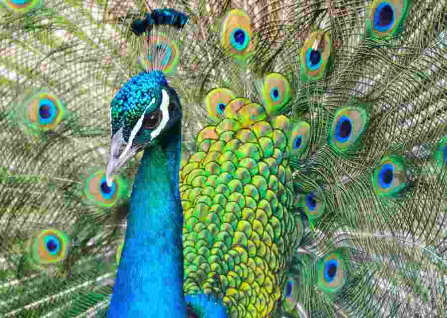 "It is surprising that the peacock, which is usually found at an elevation of 1,600 feet, has been sighted at an altitude of 6,500 feet. It is due to ecological changes that have started affecting wildlife migration," Dhyan Singh Karayat, a forest official in Bageshwar forest division, said