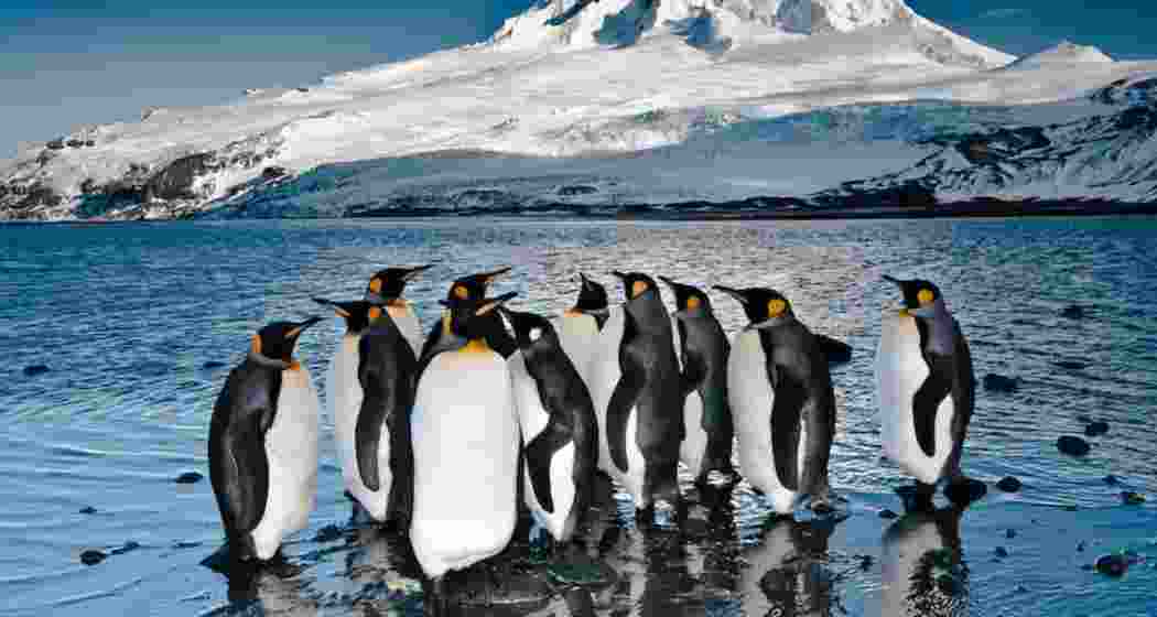 Heard Island, a remote Australian territory, is home to diverse wildlife, including thriving colonies of penguins, seals, and seabirds amid its rugged volcanic landscape.