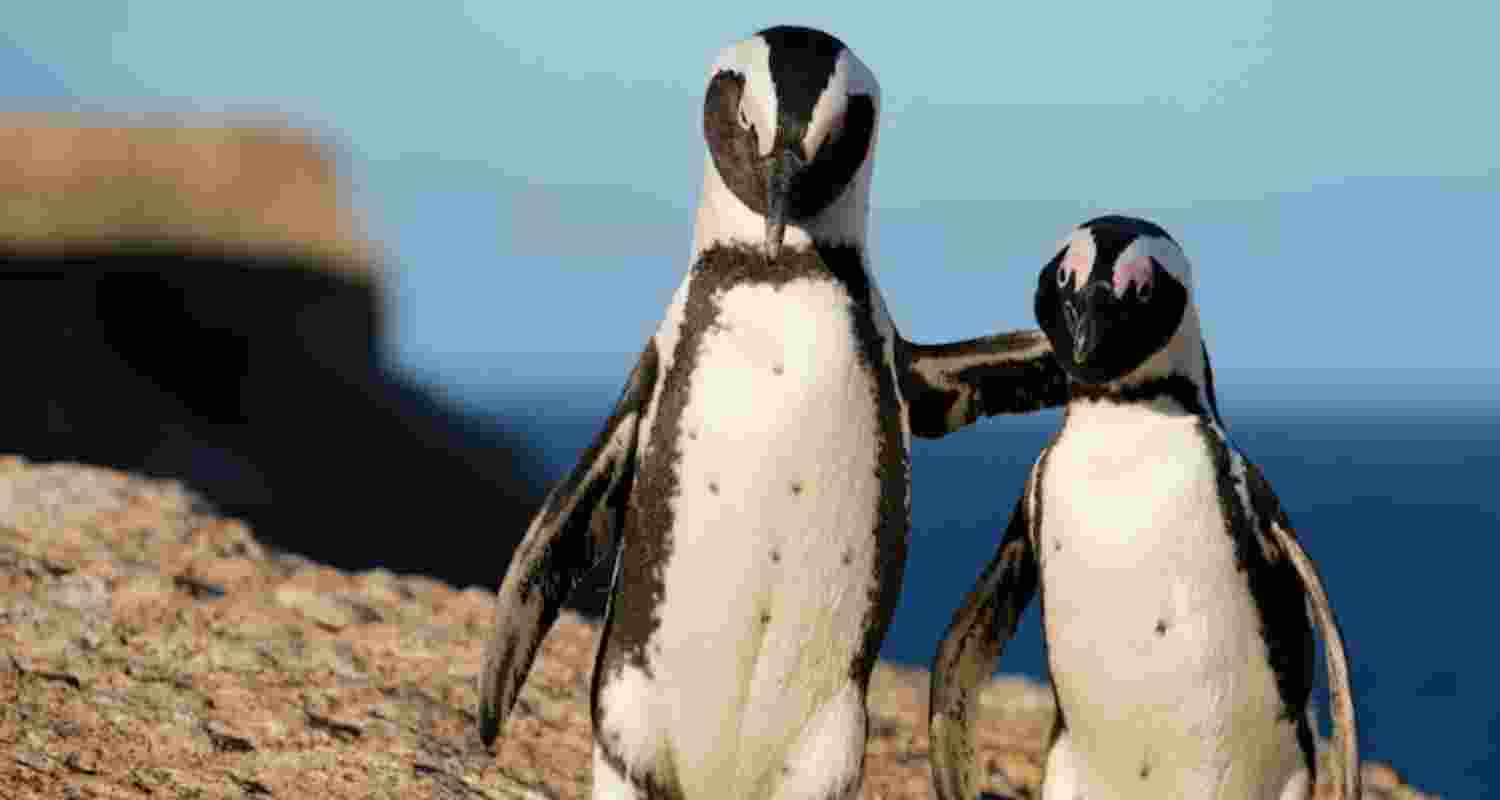 Can African penguins be brought back from the brink?