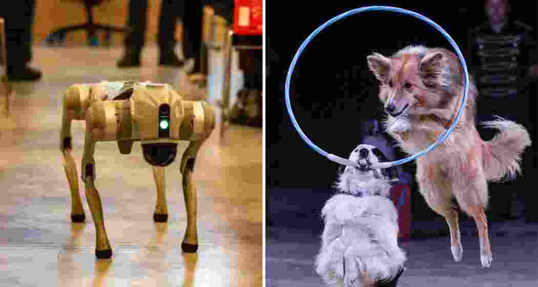The Galgotias robotic dog (L), trained circus dogs perform acts during separate demonstrations (R). 