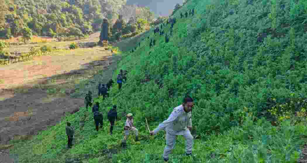 The state government continues its crackdown on illicit poppy cultivation in Manipur. File photo.