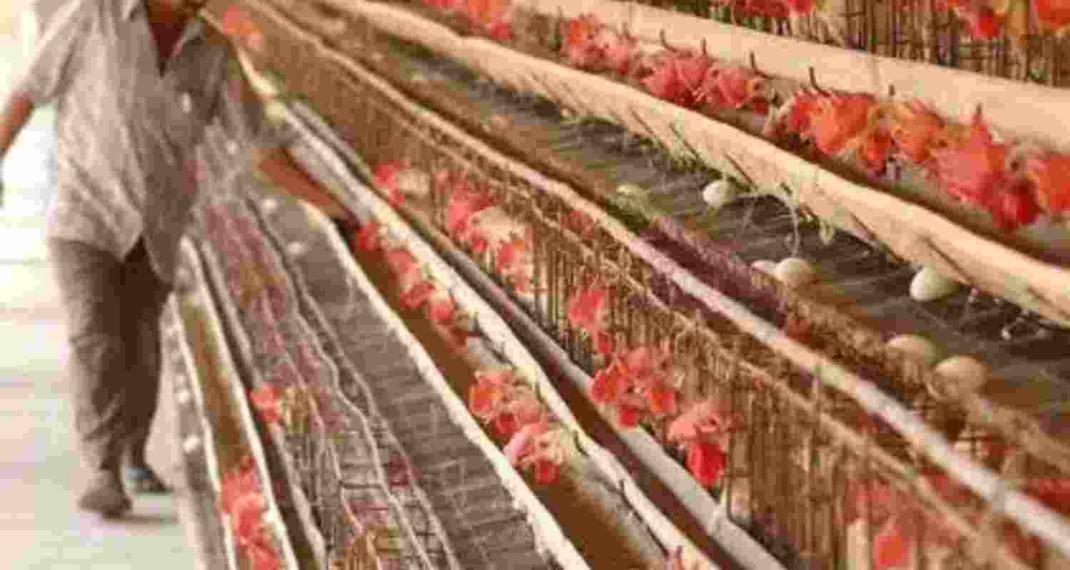 Bird flu alert in Punjab, H5N1 risk rises