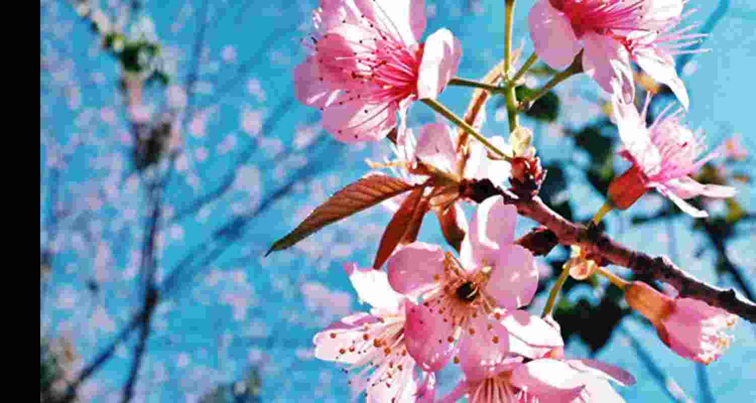 Representational Image.