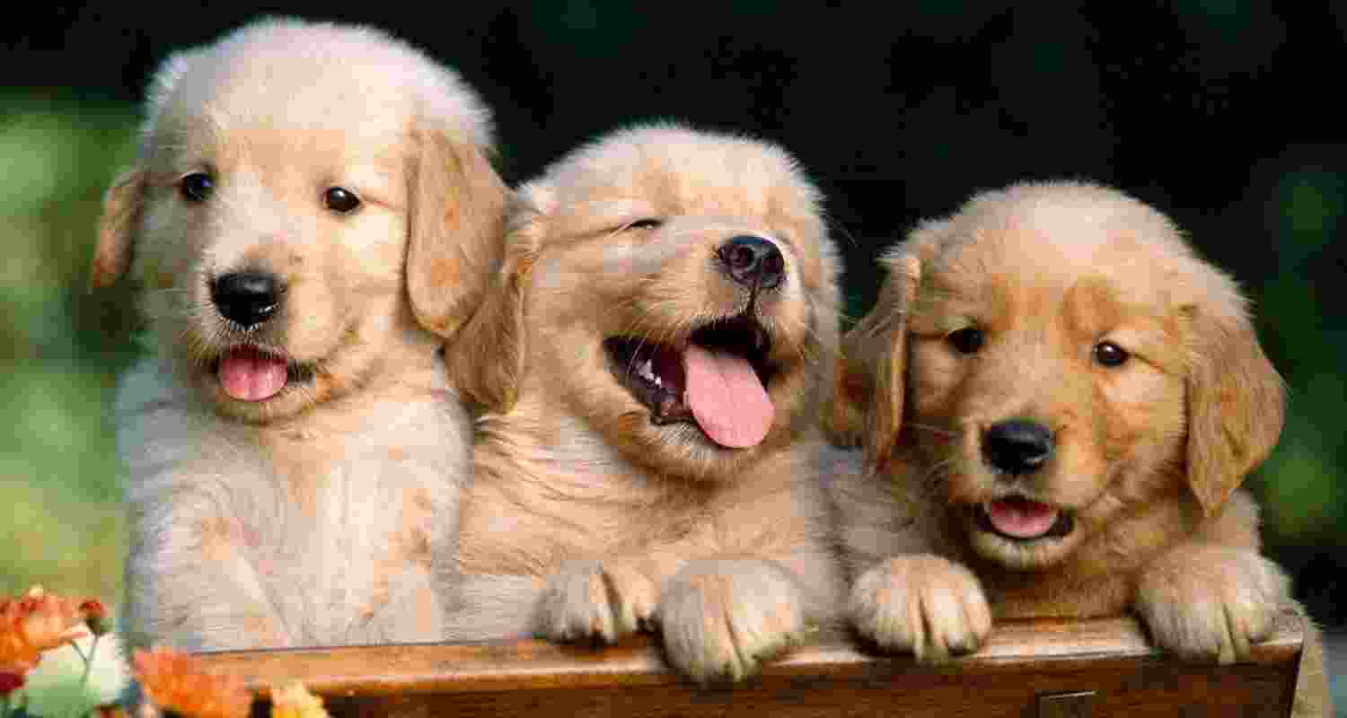 Representational Image.