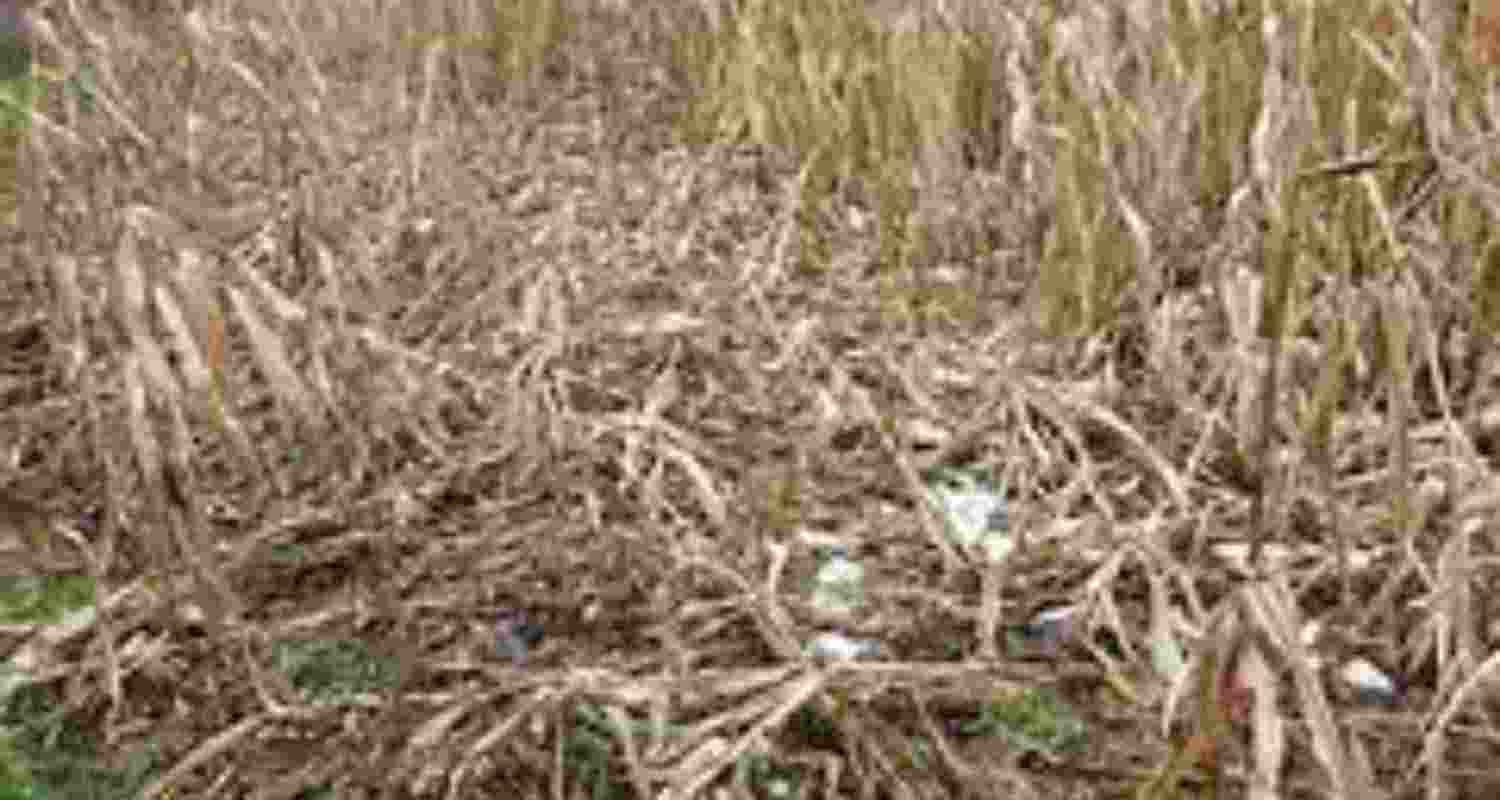 Representational image.