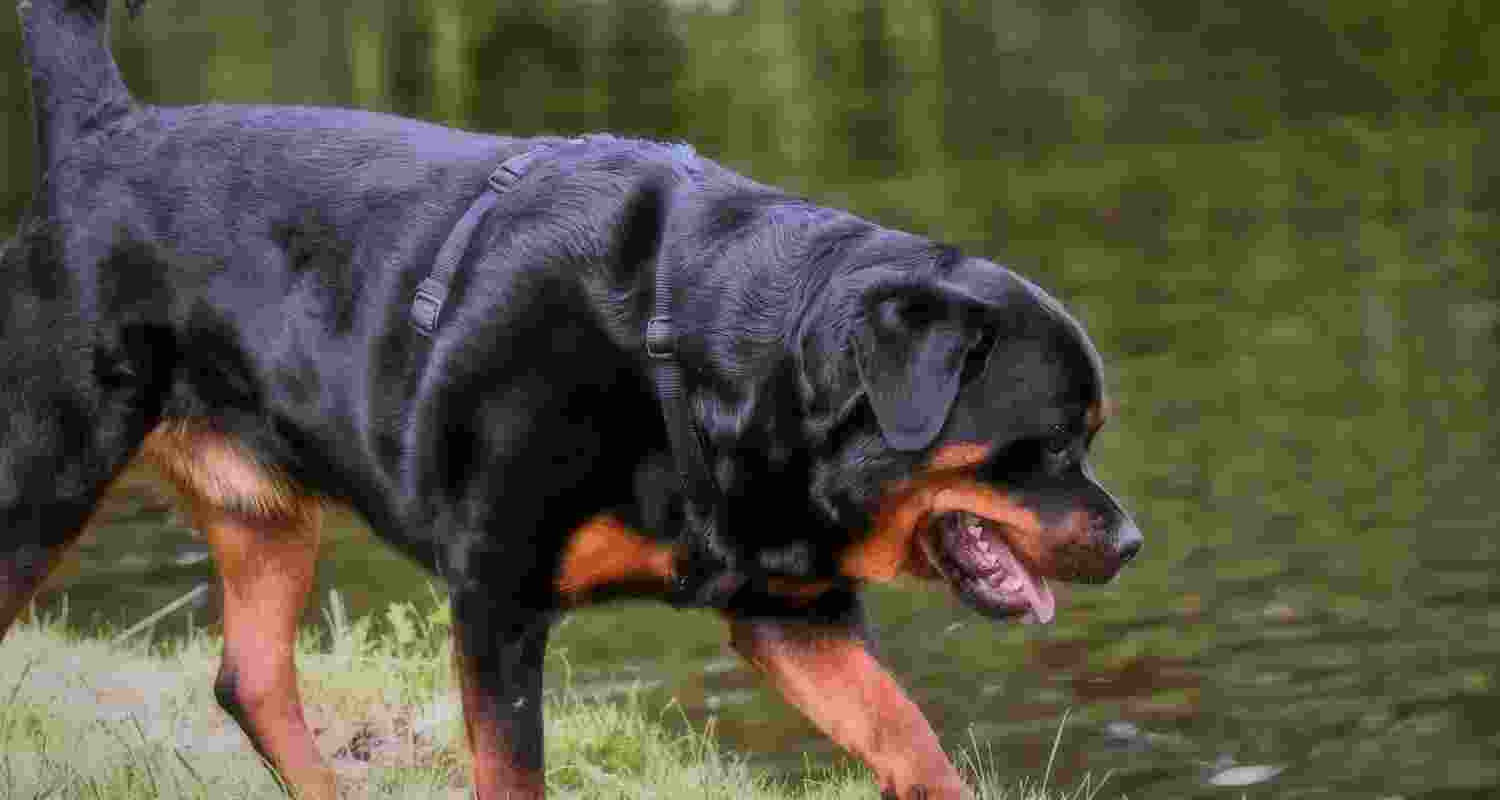 Representational image.