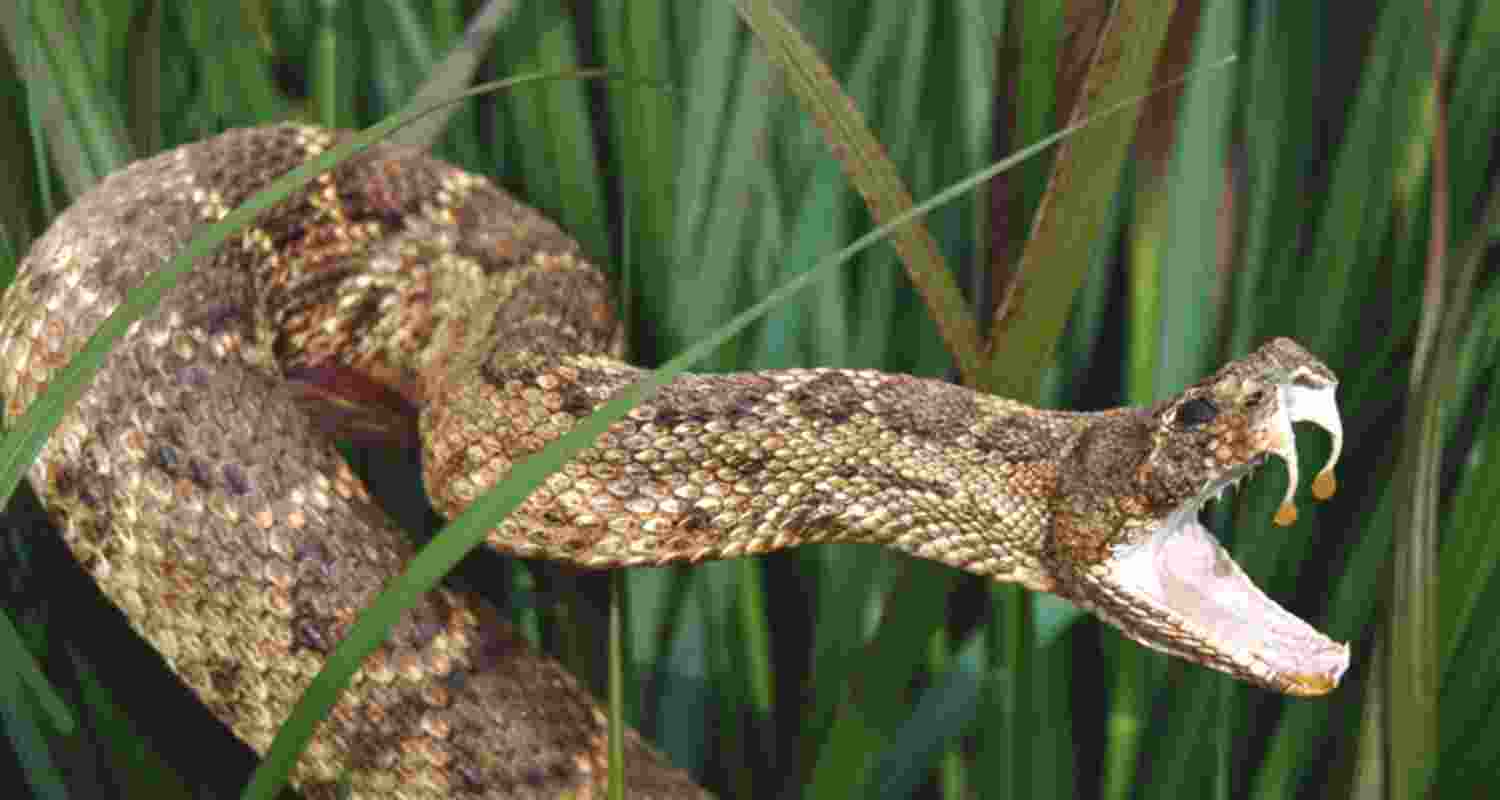 Representational Image.