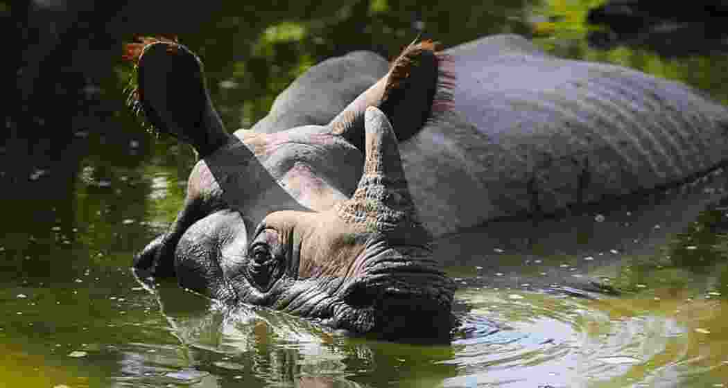 A one-horned rhinoceros.
