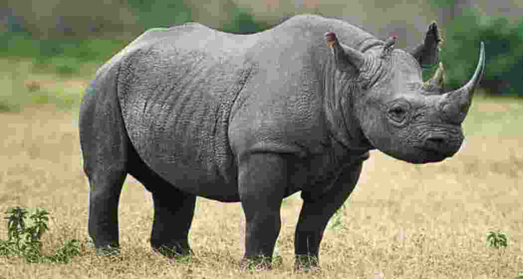 Dudhwa Park released its first one-horned rhino, Raghu, into the wild after decades of conservation, symbolising a major step towards reintroducing rhinos to their ancestral lands. File photo.