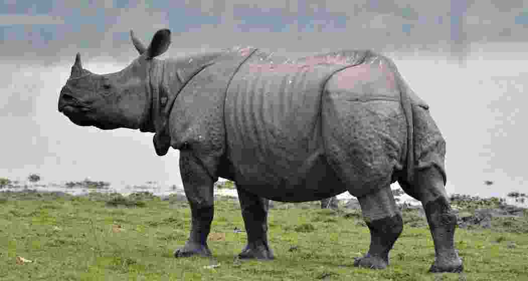 An Indian one-horned rhinoceros grazing the fields of Kaziranga in Assam. 