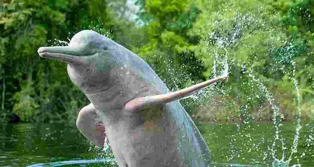 (In picture) The endangered Ganges River Dolphin, mostly found in the Brahmaputra, faces threats from injury, accidents, and habitat loss.