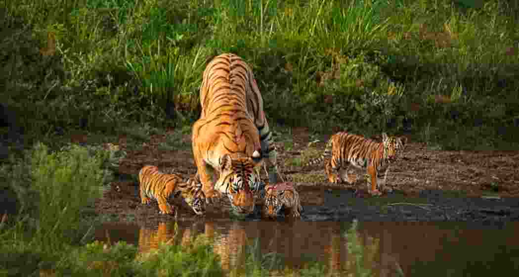 Image for representative use only. Image for representative use only.