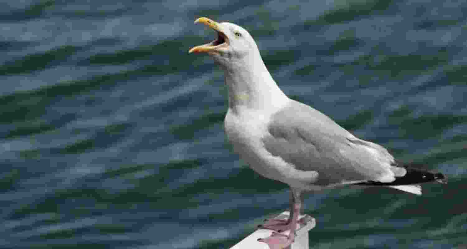 Yell at the seagulls; it works!