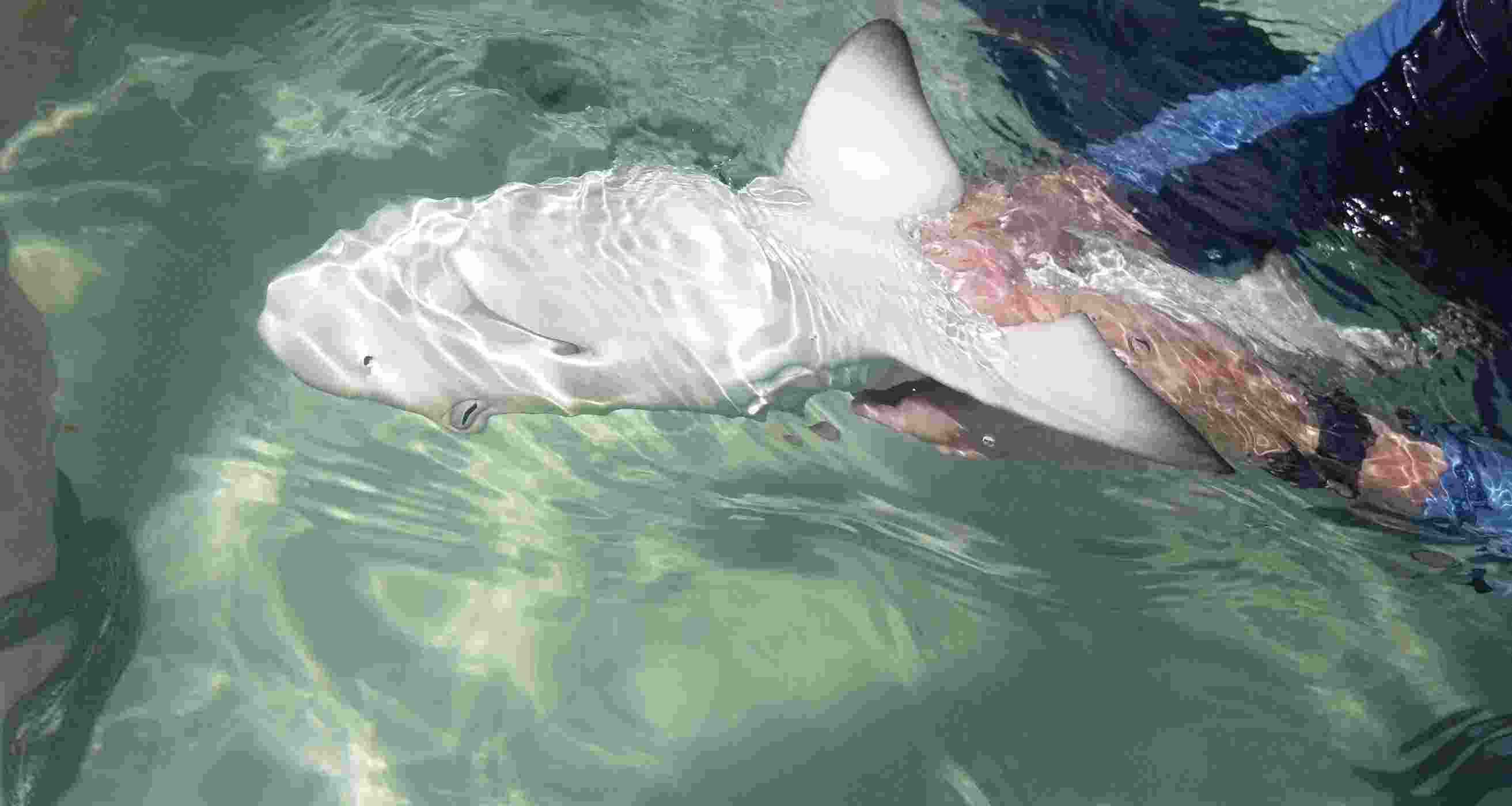 Sharks freeze when upside down, and there’s no good reason why