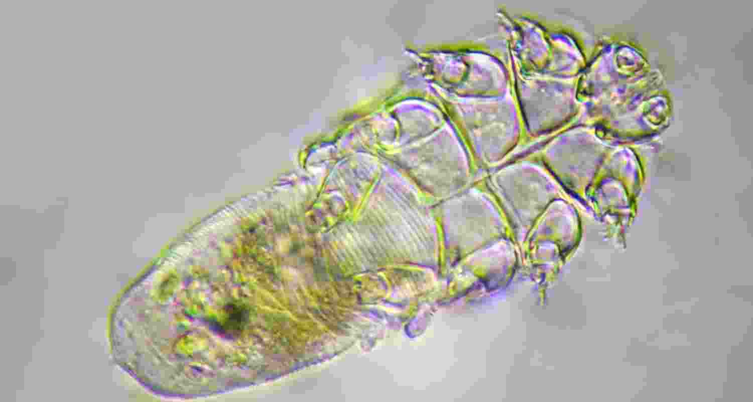 Skin mites: Harmless or harmful?