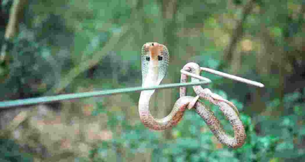 Image for representative use only.