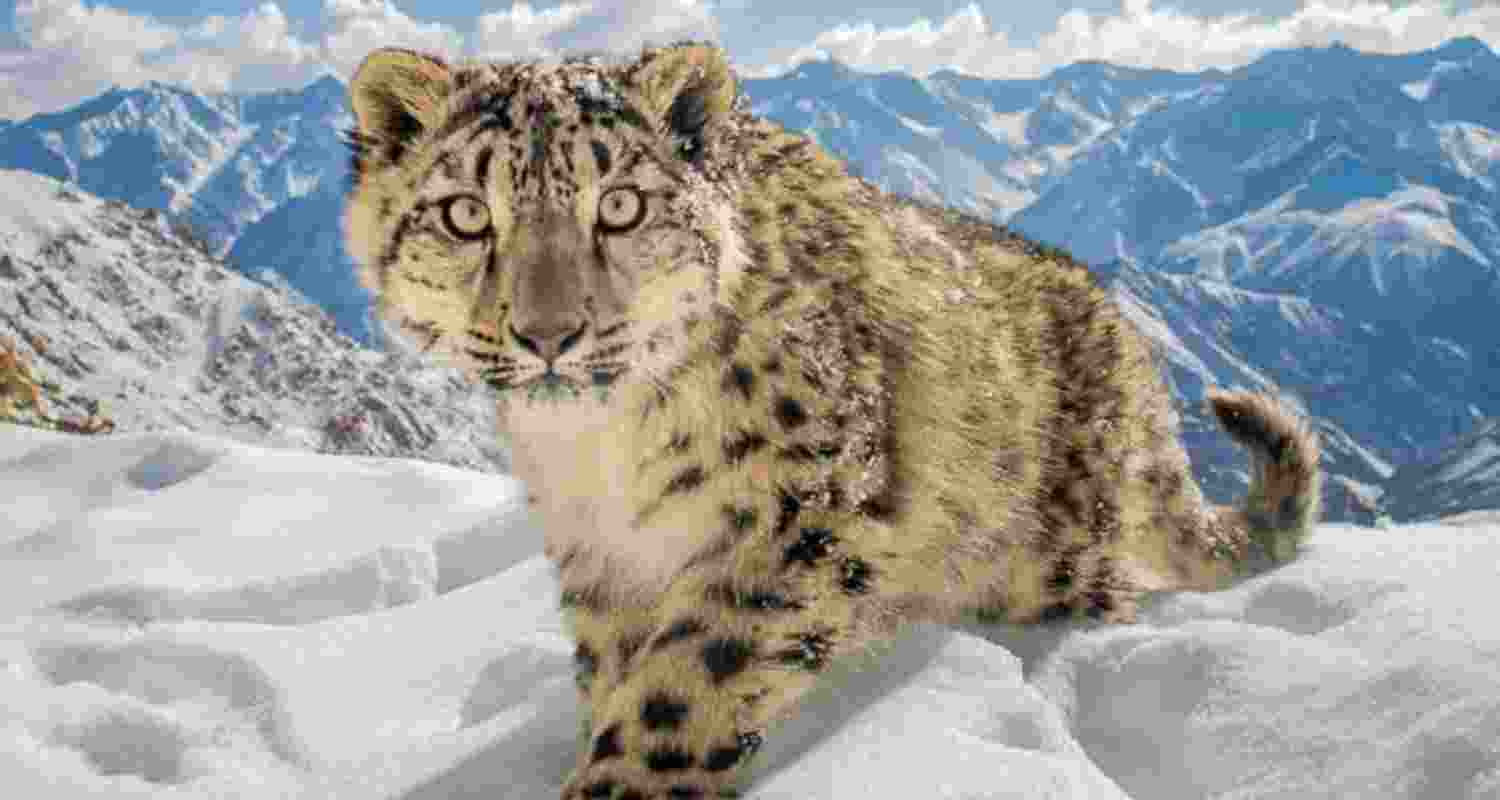Snow Leopards