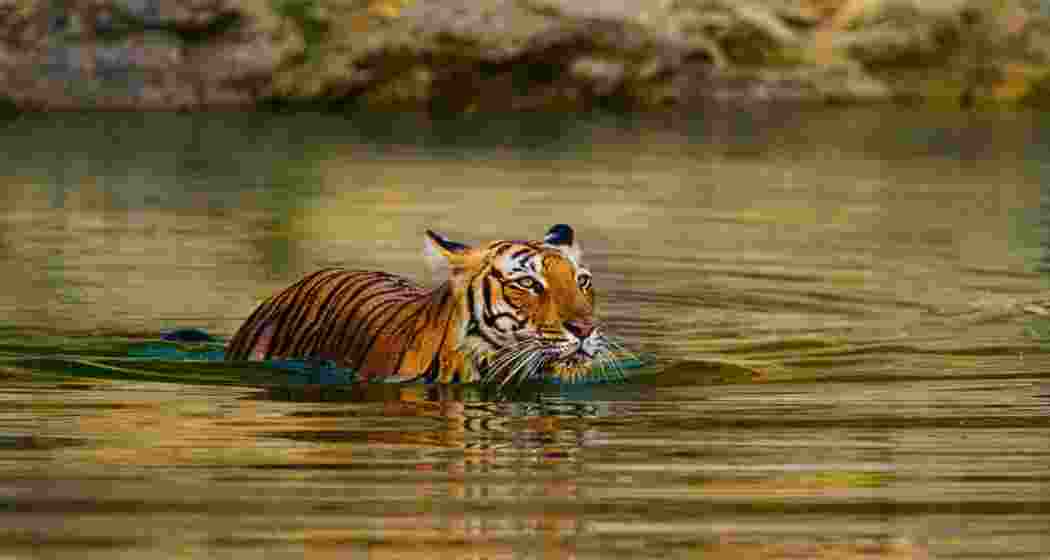 Ranthambore’s tiger population, currently estimated at 75, includes cubs and juveniles.
