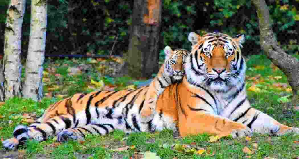 Representational image.