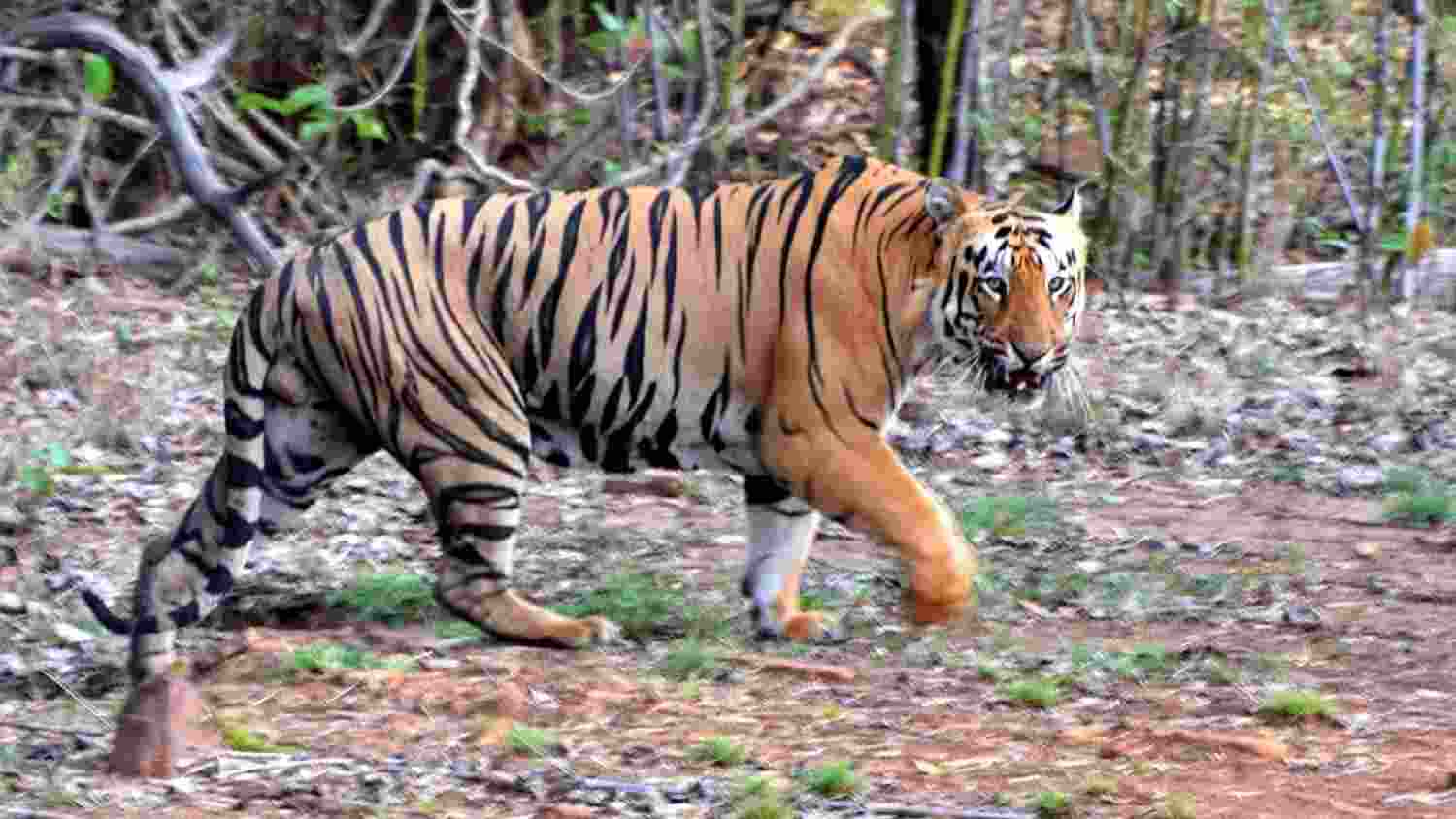 Kerala residents protest tiger attacks with dead cows