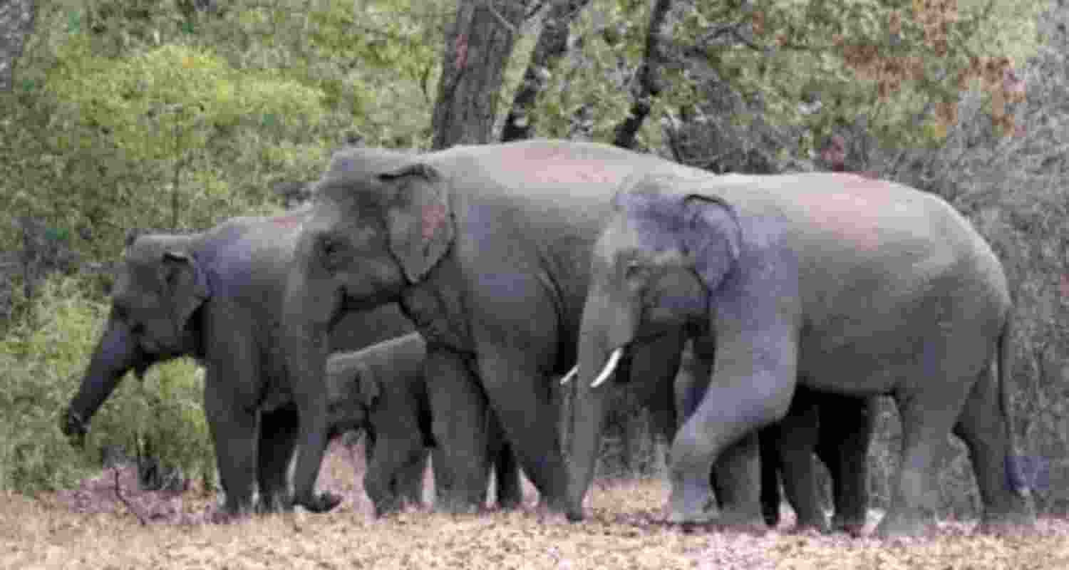 Kerala Cabinet clears draft bill to amend Wildlife Protection Act