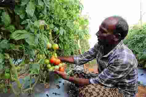 The price of tomatoes has skyrocketed in the national capital, with rates surging to Rs 90 per kg as monsoon rains disrupt supplies. 