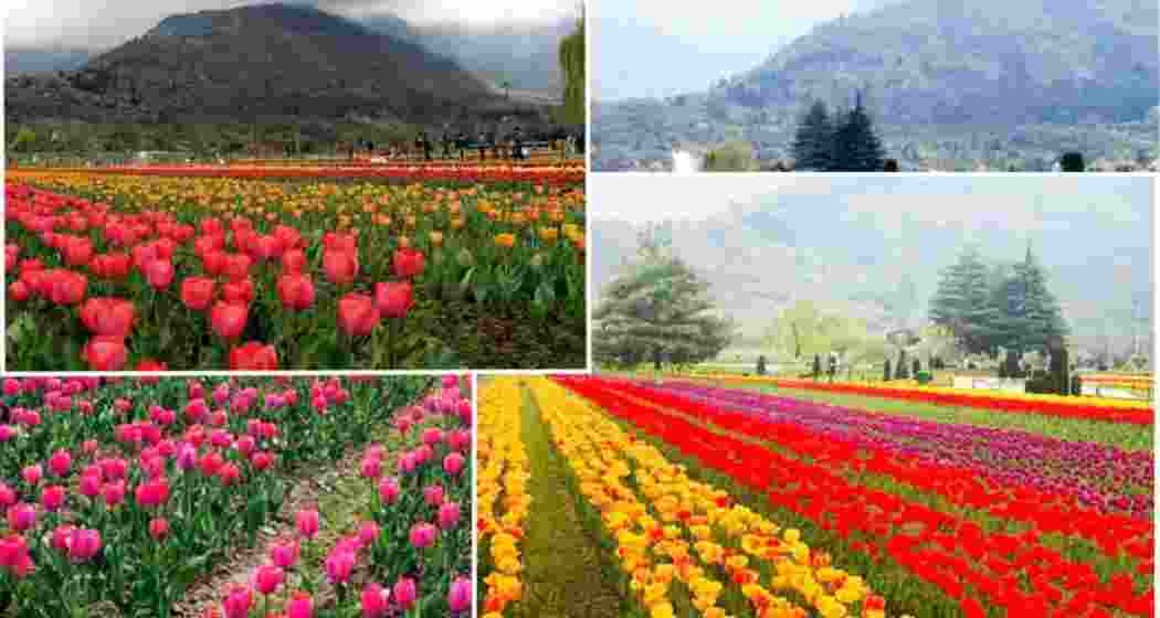 Asia's largest tulip garden welcomes 17,000 on opening day