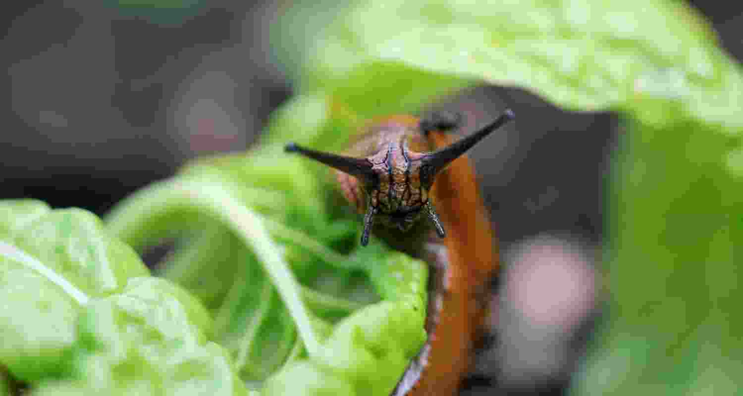 Is UK set for another slugageddon in 2026?