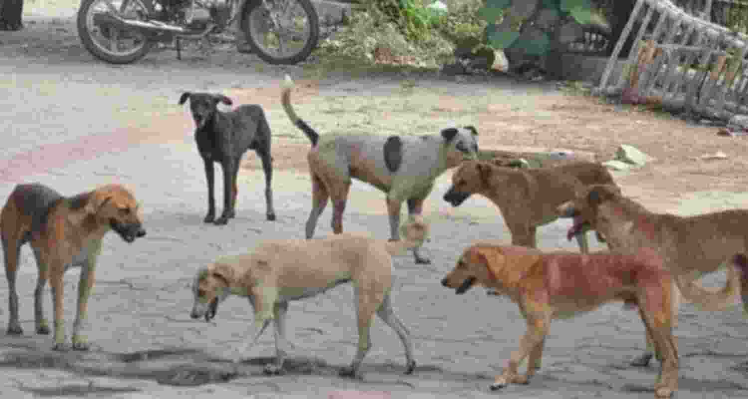 Over 2 L cases of dog bites reported in J&K in 3 years: Govt