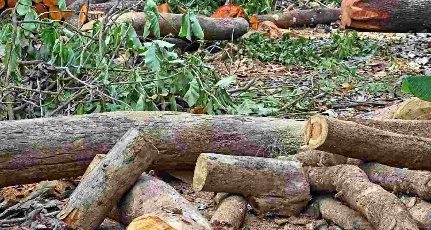 Supreme Court Probes Delhi Tree Cutting Without Permission.