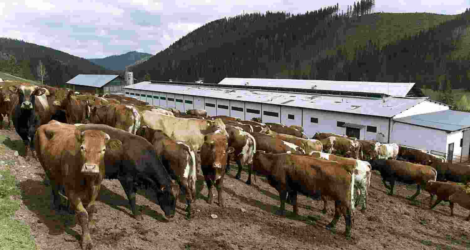 Czech enforces border checks amid Slovak FMD outbreak.