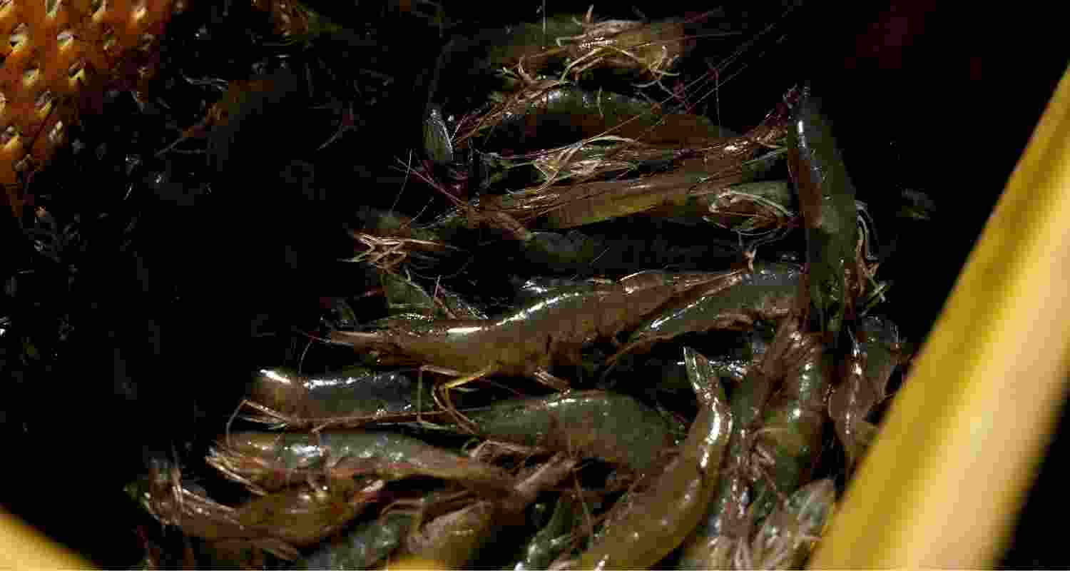 Shrimp Shipments to US Restart After Tariff Relief.