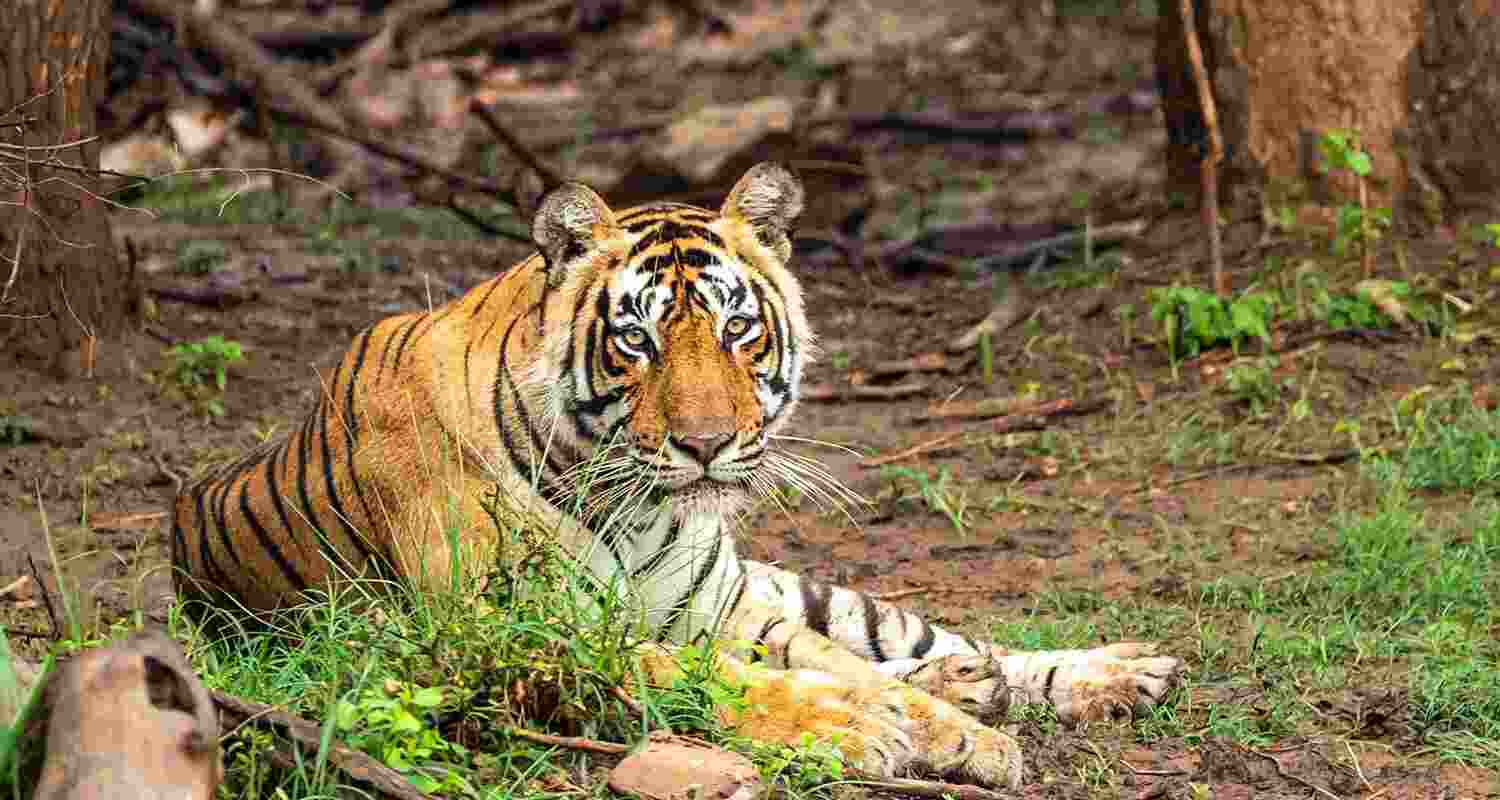 Rajasthan Clears Sariska Habitat Proposal for Review.