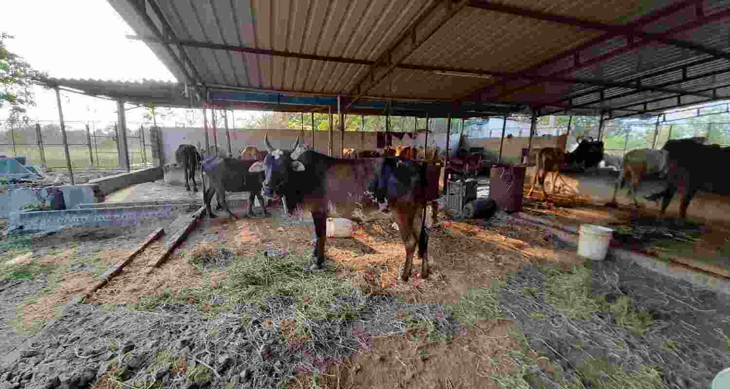 SC Declines Tirupati Plea for Indigenous Cow Milk Only.