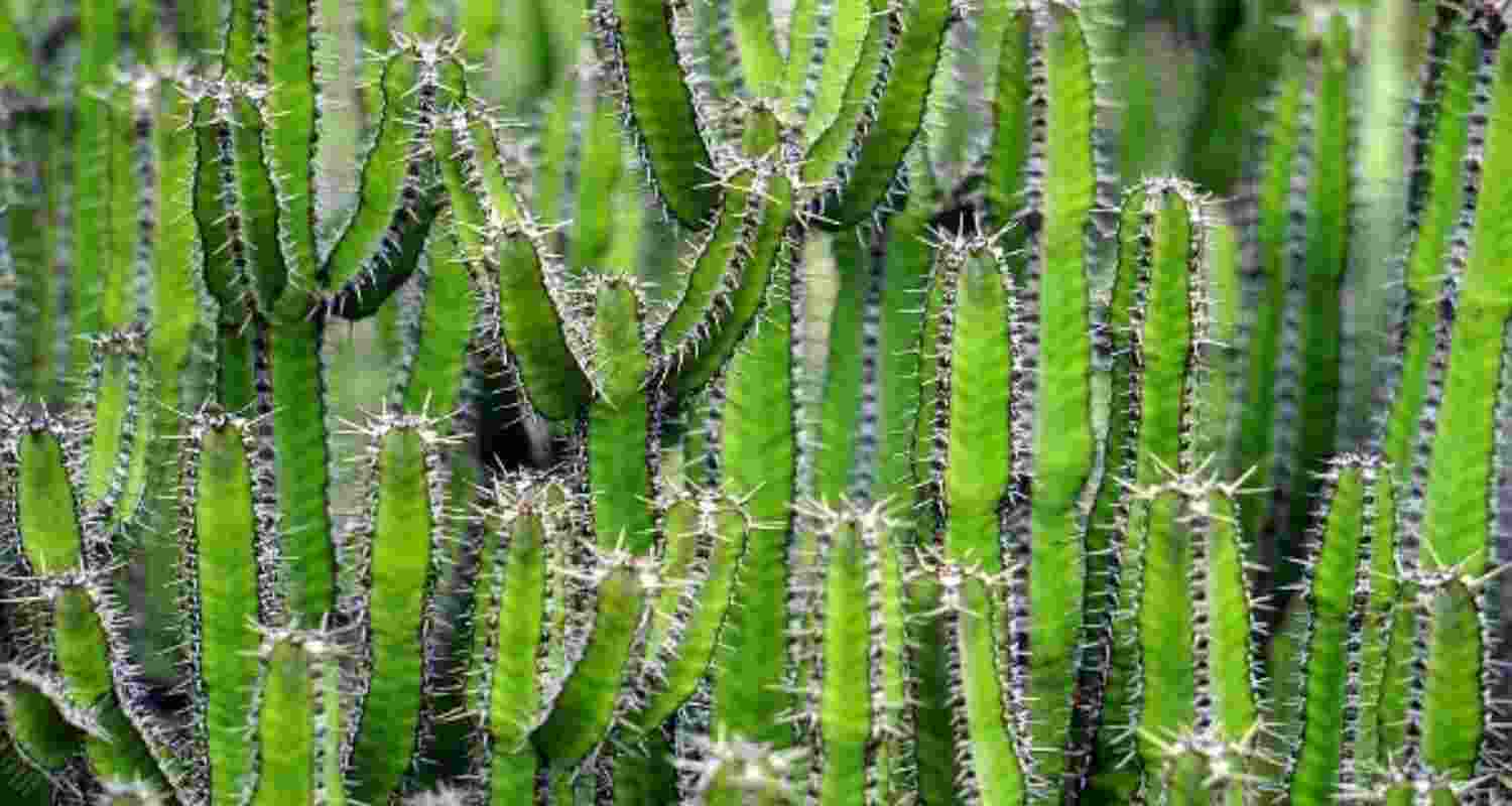 Climate-adaptive cactus initiative to aid livelihoods in Jharkhand.