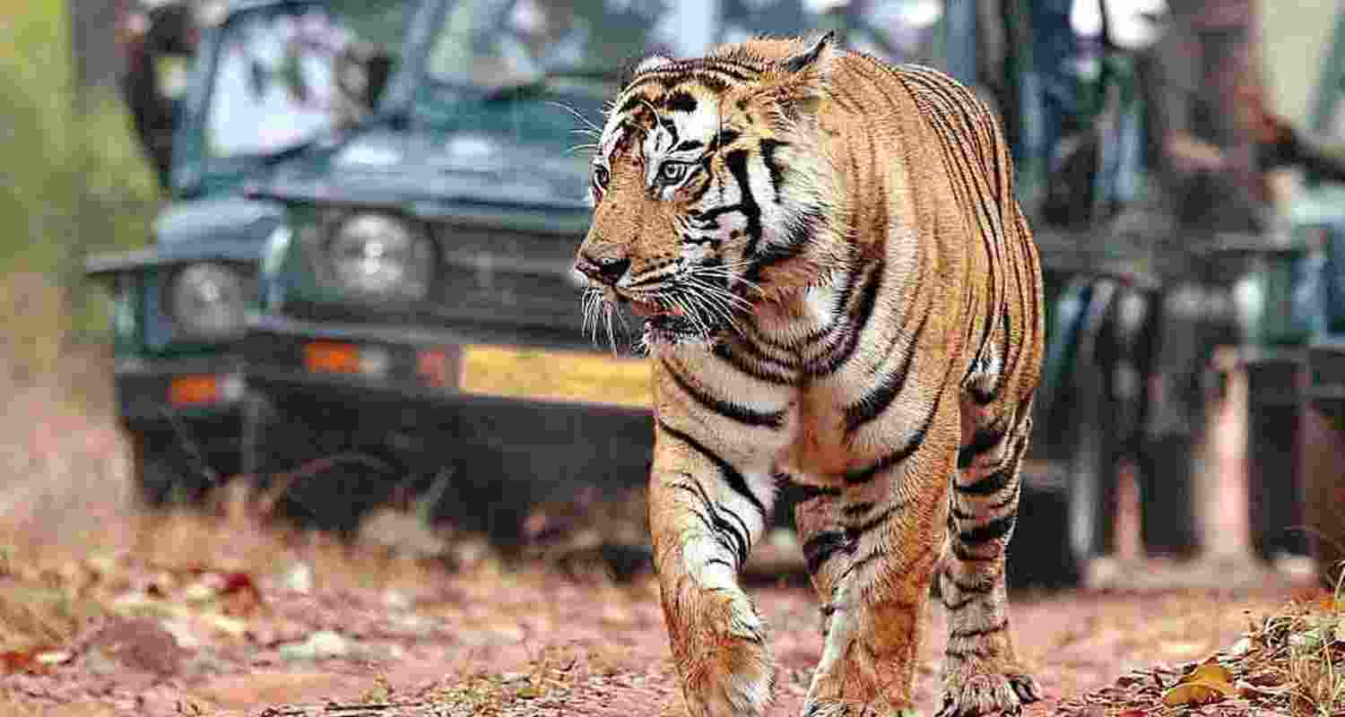 Jharkhand’s New Tiger Safari Near Betla National Park Announced.