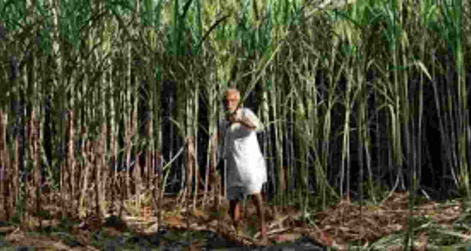 According to the All India Sugar Trade Association (AISTA), mills have exported a total of 5,16,782 tonnes of sugar till June 6 of the current marketing year