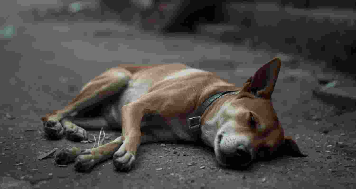 A man in Uttar Pradesh was detained after a stray dog was found dead in Vrindavan, sparking outrage and a police probe.