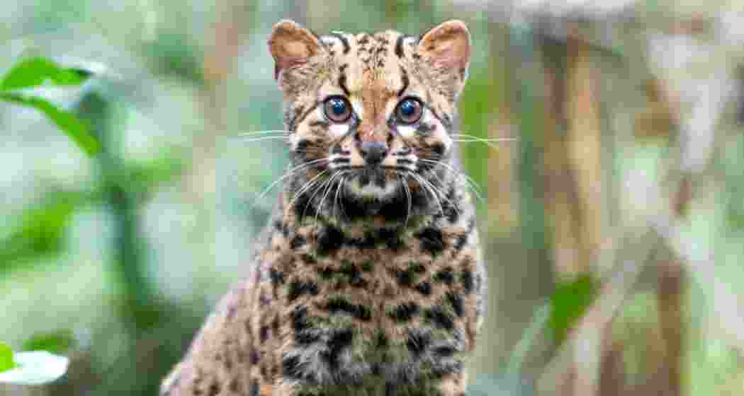 The Marbled Cat. 