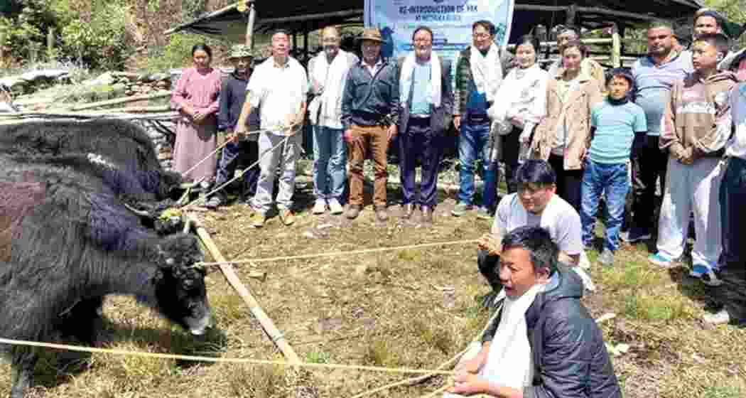 Farmers in Arunachal Pradesh’s Mechuka region with the newly distributed yaks under a government-led reintroduction drive aimed at reviving traditional livelihoods in high-altitude tribal communities.