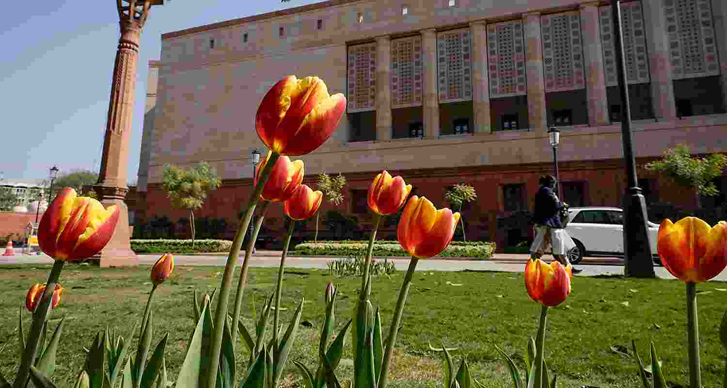 Tulips at full bloom during Budget session in Parliament Tulips at full bloom during Budget session in Parliament