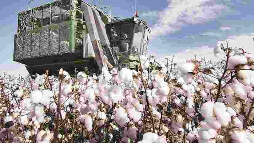 Govt weighs policy for HT-BT cotton, glyphosate use Govt weighs policy for HT-BT cotton, glyphosate use