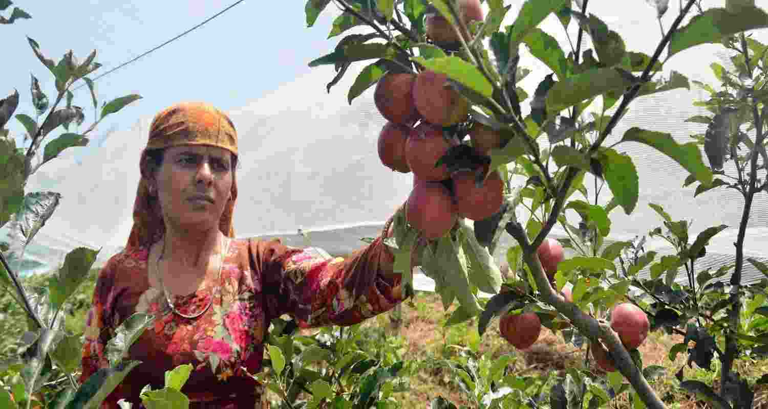 A woman plucks apples at Mashobra in Shimla. A woman plucks apples at Mashobra in Shimla.