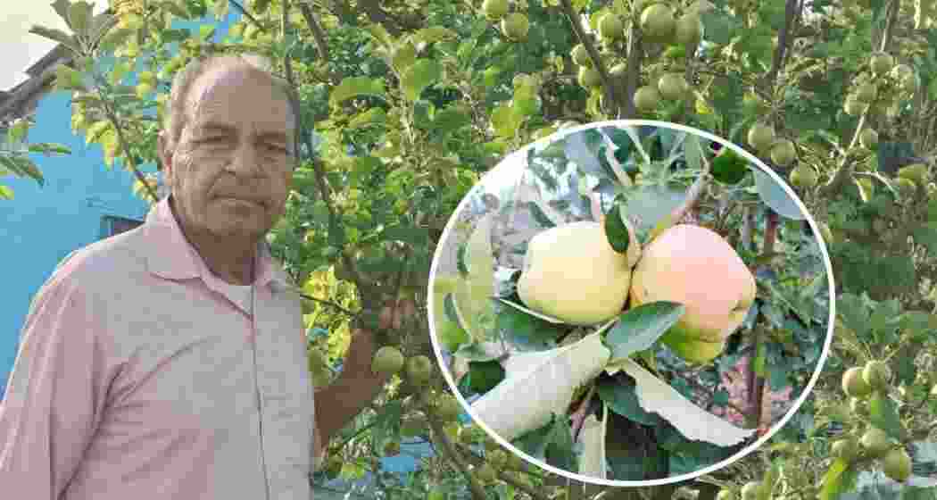 Himachal farmer Hariman Sharma wins Padma Shri for developing a revolutionary apple variety. Himachal farmer Hariman Sharma wins Padma Shri for developing a revolutionary apple variety.