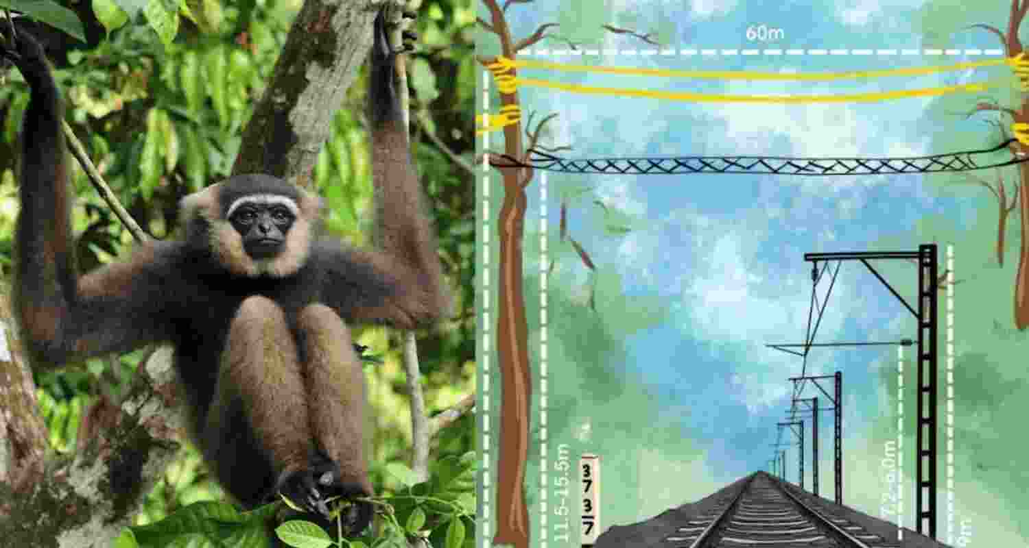 These secure, high-grade canopy bridges will enable the safe movement of arboreal species across the sanctuary, ensuring their protection and facilitating their natural habitat connectivity. These secure, high-grade canopy bridges will enable the safe movement of arboreal species across the sanctuary, ensuring their protection and facilitating their natural habitat connectivity.