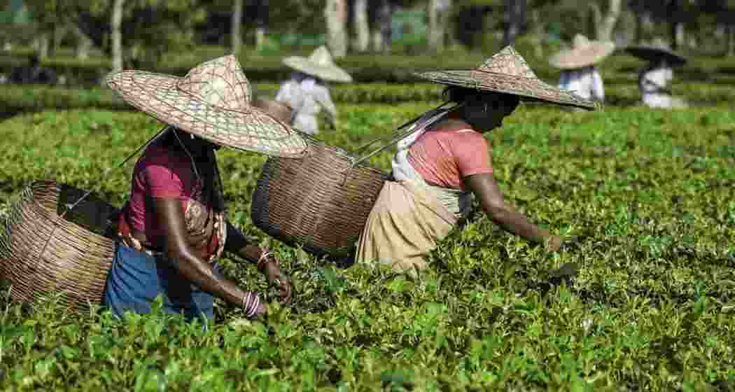 Representational image. Representational image.